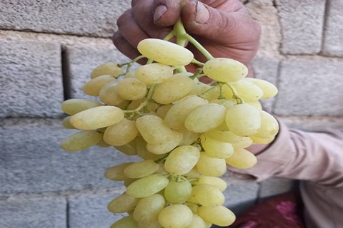https://shp.aradbranding.com/خرید انگور سفید بیدانه کشمشی + قیمت فروش استثنایی